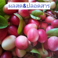 ราคา มะม่วงหาวมะนาวโห่ ผลดิบ 1กก ผลไม้ปลอดสาร (15250374039)