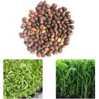 ราคา 400 เมล็ด ผักบุ้งจีน ปลูกง่าย อายุเก็บเกี่ยวสั้น ปลูกในน้ำได้ Chinese Convolvulus Seeds (21580263570)