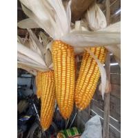 ราคา ข้าวโพดฝักแบบแกะเปลือกข้าวโพดออแกนิคก กละ35 (17756625500)
