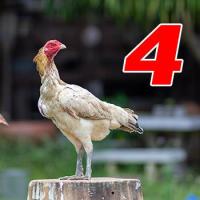 ราคา ไข่เชื้อไก่ชน เจ้าออฟติมัส ทายาทบัมเบิ้ลบี เยียร์ญี่ปุ่นง่อนก๋อย ทับกับแม่ก๋อยเยียร์ชุดวีไอพี และแม่ญี่ปุ่น ไข่เก็บใหม่ทุกวัน จัดส่งเร็ว (21689890403)