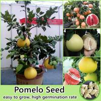 ราคา ไทยสปอต 30เมล็ด ห่อ เมล็ดพันธุ์ ต้นส้มโอ Pomelo Seed Fruit Seeds for planting เมล็ดพันธุ์ผลไม้ ต้นพันธุ์ผลไม้ ต้นบอนไซ ต้นไม้แคระ เมล็ดบอนสี พันธุ์ไม้ผล ต้นบอนสี ต้นไม้กินผล ต้นผลไม้ บอนไซ ต้นไม้มงคล 