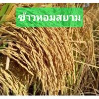 ราคา พันธุ์ข้าวจ้าว หอมสยาม ขนาด 1กิโลกรัม (21784454891)