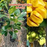 ราคา ต้นขนุนพันธุ์ทวายปีเดียว ทาบกิ่ง สูง 60 80 cm (21768193158)