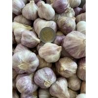 ราคา กระเทียมไทยตัดจุก0 5กิโล คัดพิเศษ สดแน่น กระเทียมใหม่ สะอาด กระเทียมไทย100 หอมมาก ไม่ลีบ ไม่ฝ่อ garlic (19371577365)