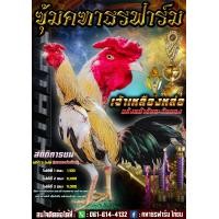 ราคา ไข่เขื้อไก่ชนพม่า ไอคิวเยี่ยม หวงเนื้อหวงตัว แข้งหน้าจัดจ้าน เหลี่ยมดีวิ่งชิ่งเตะ รับประกันการจัดส่ง (21701198664)