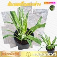 ราคา ต้นเดหลีแคระด่าง กระถาง 3 นิ้ว ส่งพร้อมกระถาง ต้นไม้มงคล ต้นไม้จิ๋ว (21292794429)