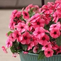 ราคา 20 เมล็ด ดอกแพงพวย แพงพวยฝรั่ง เมล็ดดอกไม้ Vinca Periwinkle Seeds สายพันธุ์ Sementes De Vinca (21275370693)