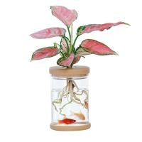 ราคา กระถางดอกไม้ปลูกพืชด้วยน้ำโปร่งใสกระถางดอกไม้เรซิ่นสีเขียวขนาดเล็กทำจากกระจกเทียม (11918644375)