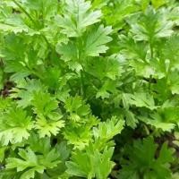 ราคา 100 เมล็ด ผักหอมแย้ ยำแย้ ลำแย้ ผักสะแงะ แสงะ อีแงะ ผักชีไร่ (21741654287)