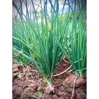 ราคา เมล็ดพันธุ์หอมแบ่ง เมล็ดพันธุ์หอม หอมแบ่ง 300เมล็ด30บาท (21380090901)