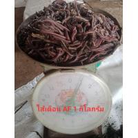 ราคา ไส้เดือน AF ไส้เดือนตกปลา (21471454181)