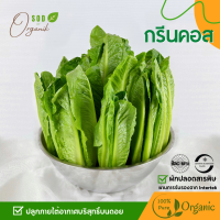 ราคา กรีนคอส ผักสด ผักออร์แกนิค ผักไร้สารพิษ ผักสดออนไลน์ Green cos lettuce 1000 กรัม (19752175146)