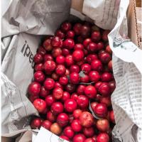 ราคา เก็บสด ใหม่ ทุกวัน สดจากฟาร์ม เชอรี่ดอย ขนาด 1 กก คละไซต์ เก็บสดๆจากสวน แถมพริกเกลือ (21775947909)