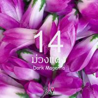 ราคา ดอกจำปีจำปาผ้า ดอกจำปีจำปาปลอม หัวดอกจำปีจำปาร้อยมาลัย Fabric Champa มีรูสำหรับร้อยเข็ม 50 ดอก 50 บาท มีหลายสี ส่งไว (21571408749)