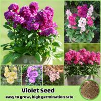 ราคา ไทยแลนด์สปอต 200เมล็ด ห่อ คละสี บอนสี เมล็ดพันธุ์ ไวโอเล็ต Violet Flower Seed เมล็ดดอกไม้สวย ต้นไม้ประดับ เมล็ดพันธุ์พืช เมล็ดบอนสี ดอกไม้ปลูก ต้นไม้มงคล พันธุ์ไม้หายาก ไม้ประดับ แต่งบ้านและสวน ต้นดอก