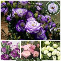 ราคา เมล็ดพันธุ์ ดอกไม้จริง บอนสี Mixed Color Eustoma grandiflorum flower seeds เมล็ดดอกไม้ เมล็ดบอนสี ต้นไม้มงคล ต้นไม้ฟอกอากาศ พันธุ์ดอกไม้ บอนไซ ต้นไม้ ต้นดอกไม้สวยๆ ต้นไม้ประดับ เมล็ดพันธุ์แท้ เมล็ดบอน