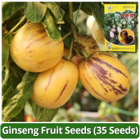 ราคา เมล็ดพันธุ์ เปปิโน เมล่อน โสมผลไม้ บรรจุ 35 เมล็ด มะเขือหวาน Pepino Pelon Seeds Ginseng Fruit Seed เมล็ดพันธุ์ผลไม้ เมล็ดผลไม้ พันธุ์ผลไม้ ต้นผลไม้ เมล็ดพันธุ์ผัก พันธุ์ผัก บอนไซ พันธุ์ไม้ผล ผักสวนครั