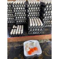 ราคา ไข่เป็ดสดจากฟาร์ม 10ฟอง ไข่แดงสวย เปลือกสะอาด แบบคละเบอร์ ไม่รับคืนสินค้า (21769099293)