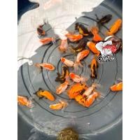 ราคา อาหารปลา ปลาทองฮอลันดา ซื้อ4แถม1 ไซร้ขุน1 5 2นิ้ว คละสี มีประกันคะ (21410960155)