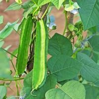 ราคา 20 เมล็ด ถั่วพู Winged bean Seeds (21734845517)