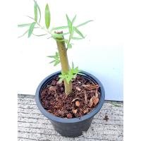 ราคา ต้นกล้าหลิวลู่ลม ไม้มงคล นิยมปลูกในบ้าน เสริมสิริมงคล ตอนกล้าหรือลู่ลม ขนาดเล็ก สไตล์มินิมอล (21715784687)