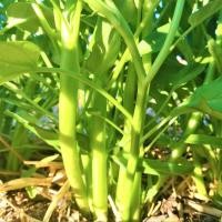 ราคา 200 เมล็ด ผักบุ้ง ผักทอดยอด ผักบุ้งนา โหนเดาะ กากง Water spinach Seeds (21738231339)