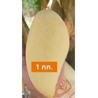 ราคา มะม่วงน้ำดอกไม้สีทอง อินทรีย์แทั100 รสชาติหวาน หอม อร่อย พร้อมทาน เก็บแก่จัด ส่งตรงจากสวนที่หนองบัวลำภู เราเก็บมะม่วงแก่จัด หากถึงมือลูกค้าแล้ว หากยังไม่สุก ให้บ่มไว้สักสองหรือสามวันจะสุกกำลังดี (1894