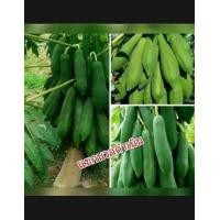 ราคา มะละกอ ฮอลแลนด์ แขกดำแขกนวล ชนิดละ50เมล็ด (17531729235)