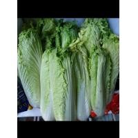 ราคา ผักกาดหอมหางหงส์100เมล็ด (21337617436)