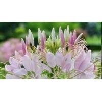 ราคา เมล็ดดอก เสี้ยนฝรั่ง Cleome คละสี 45 เมล็ด ซองละ 29 บาท เสี้ยนฝรั่งต้นสูง ช่อดอกมีขนาดใหญ่ เหมาะสำหรับปลูกประดับแปลง (18677754571)