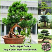 ราคา จุดประเทศไทย 20เมล็ด ห่อ บอนสี เมล็ดพันธุ์ สนใบพาย Podocarpus Seeds Flower Seed ต้นไม้มงคล เมล็ดบอนสี ดอกไม้ปลูก พันธุ์ดอกไม้ ต้นไม้จริง ต้นไม้มงคลสวยๆ บอนไซ เมล็ดดอกไม้ ต้นบอนไซ บอนสีพันหายาก เมล็ดพั