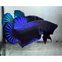 ราคา ไอ้พริก ปลากัดเก่งแปดริ้ว สายกัดเดิมพัน (21638564821)