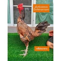 ราคา ไข่ไก่ชนพม่าม้าล่อรำวงเจ้ายอดดอย (21794722286)