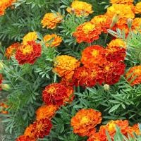 ราคา Marigold Seeds ดอกดาวเรืองคละสี ดาวเรืองฝรั่งเศส คละสี ถูกที่สุด เมล็ดพันธุ์ดาวเรืองฝรั่งเศสคละสี 100 เมล็ด งอกง่าย โตไว ดอกดกสวย ต้นไม้ ดอกไม้ ต้นไม้ฟอกอากาศ ต้นไม้มงคลสวยๆ เมล็ดดอกไม้ ไม้ ดอกตลอดปี 
