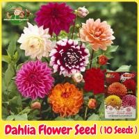 ราคา เมล็ดพันธุ์ ดอกรักเร่ เมล็ดดอกรักเร่ บรรจุ 10 เมล็ด สีผสม Mixed Dahlia Seeds Flower Seed เมล็ดดอกไม้ ต้นไม้มงคล บอนสี เมล็ดบอนสี บอนไซ ต้นไม้ ไม้ประดับมงคล บอลสีต่างๆ ต้นบอนไซ พันธุ์ดอกไม้ ต้นบอนสี ดอ