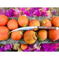 ราคา มีดคว้านขนาด 5 5 นิ้วรวมด้าม มีดคว้าน มีดแกะสลัก แกะสลักผลไม้ แกะสลักผัก (1774824604)