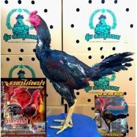 ราคา ไข่ไก่ชน พ่อพันธุ์พันธุ์เกรดลูกฟาร์มชุดแสน5 ส มีสุวรรณ พ่อแดงหล่อแม่มหานคร (16349096145)