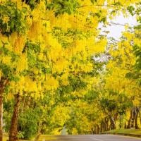 ราคา 15 เมล็ด ดอกคูน ดอนคูณ ราชพฤกษ์ ดอกสีเหลือง (21282934922)