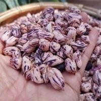 ราคา 50 เมล็ด ถั่วลายเสือ ถั่งลิสง Vegetable Seeds (21784049712)