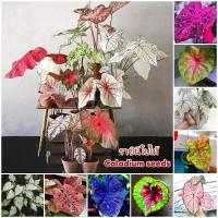 ราคา จัดส่งในพื้นที่ ต้นบอนสี ราชินีใบไม้ 100เมล็ด บอนสี Caladium Seeds Flower Seed Plants เมล็ดบอนสี บอนสีแปลกๆ เมล็ดดอกไม้ บอนสีชายชล บอนสีหายาก เมล็ดพันธุ์ บอนสีสวยๆ ต้นไม้มงคล ต้นไม้ฟอกอากาศ ต้นไม้ใบด่