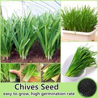 ราคา 200 เมล็ด ห่อ เมล็ดพันธุ์ กุยช่าย Chives Seed Organic Vegetable Seeds for Planting เมล็ดผักต่างๆ เมล็ดพันธุ์ผัก เมล็ดพันธุ์พืช ต้นไม้แคระ เม็ดผักสวนครัว เมล็ดบอนสี ผักออแกนิค ผักสด ปลูกผัก ผักสวนครัว 