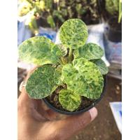 ราคา มะพร้าวทะเลทรายใบด่างไม้อวบน้ำ กุหลาบหิน cactus succulent ไม้โขด เลี้ยงง่าย เวลาออกดอกแล้ว เมล็ดหล่นที่ไหน จะมีต้นขึ้นมา ขยายพันธ์ง่าย (17189775322)