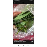 ราคา ใบพลู สด ใบพลูเหลือง ใบพลูขาว ใบพลูกินหมาก ใบพลู พลูกินหมาก (16543697883)