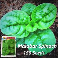ราคา อัตรางอกสูง เมล็ดพันธุ์ ผักปลัง ผักโขมหูกวาง บรรจุ 150 เมล็ด Big Leaf Malabar Spinach Seed Ceylon Spinach Vegetable Seeds for Planting เมล็ดพันธุ์ผัก ผักสวนครัว บอนไซ ผักออร์แกนิก พันธุ์ผัก เมล็ดผัก เ