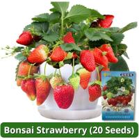 ราคา เมล็ดพันธุ์ บอนไซ สตรอเบอร์รี่ สุดหวาน บรรจุ 20 เมล็ด Bonsai Strawberry Seeds Fruit Seed เมล็ดสตรอเบอร์รี่ ต้นสตอเบอรี่ สตอเบอรี่สด เมล็ดพันธุ์ผลไม้ ผลไม้อินทรีย์ เมล็ดสตอเบอรี่ ต้นไม้ผลกินได้ เมล็ดผล