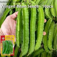 ราคา เมล็ดพันธุ์ ถั่วพู บรรจุ 10 เมล็ด Winged Bean Seeds Vegetable Seeds for Planting เมล็ดถั่วพู F1 เมล็ดพันธุ์ผัก เมล็ดพันธุ์แท้ OP ผักสวนครัว ผักออร์แกนิก ถั่วพูยักษ์ ถั่วพูยาว บอนไซ พันธุ์ผัก เมล็ดผัก 