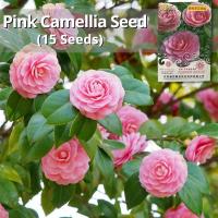 ราคา เมล็ดพันธุ์ คามิเลีย ดอกสีชมพู บรรจุ 15 เมล็ด Pink Camellia Flower Seeds เมล็ดดอกไม้ บอนสีพันหายาก ต้นไม้มงคล บอนสี เมล็ดบอนสี บอนไซ ต้นไม้ ไม้ประดับมงคล ดอกไม้จริง ต้นบอนไซ พันธุ์ดอกไม้ ดอกไม้ปลูกสวย