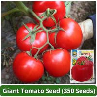 ราคา เมล็ดพันธุ์ มะเขือเทศ มะเขือเทศยักษ์ บรรจุ 350 เมล็ด F1 Giant Tomato Seeds Vegetable Seeds for Planting เมล็ดมะเขือเทศ เมล็ดพันธุ์ผัก ผักสวนครัว บอนไซ บอนสี ผักออร์แกนิก พันธุ์ผัก เมล็ดผัก เมล็ดพันธุ์