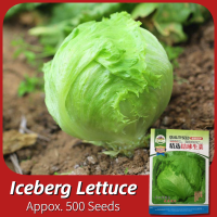 ราคา เมล็ดพันธุ์ ผักสลัด ไอซ์เบิร์ก สลัดแก้ว 500 เมล็ด Iceberg Lettuce Seed Vegetable Seeds for Planting ผักสลัดแก้ว ผักสลัด เมล็ดพันธุ์ผัก ปลูกผัก ผักสวนครัว เมล็ดพันธุ์พืช ผักออร์แกนิก พันธุ์ผัก เมล็ดผัก