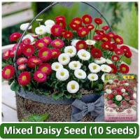 ราคา เมล็ดพันธุ์ ดอกเดซี่ เมล็ดเดซี่ บรรจุ 10 เมล็ด Daisy Flower Seed เมล็ดดอกไม้ เมล็ดดอกไม้ บอนสีราคาถูก เมล็ดบอนสี ต้นไม้มงคล บอนสี เมล็ดพันธุ์ดอกไม้ ไม้ประดับ ดอกไม้ปลูกสวยๆ ไม้ดอก พันธุ์ดอกไม้ แต่งบ้า